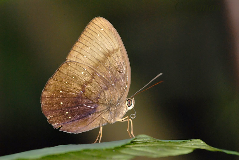 Faunis canens arcesilas (Common Faun) or Faunis kirata