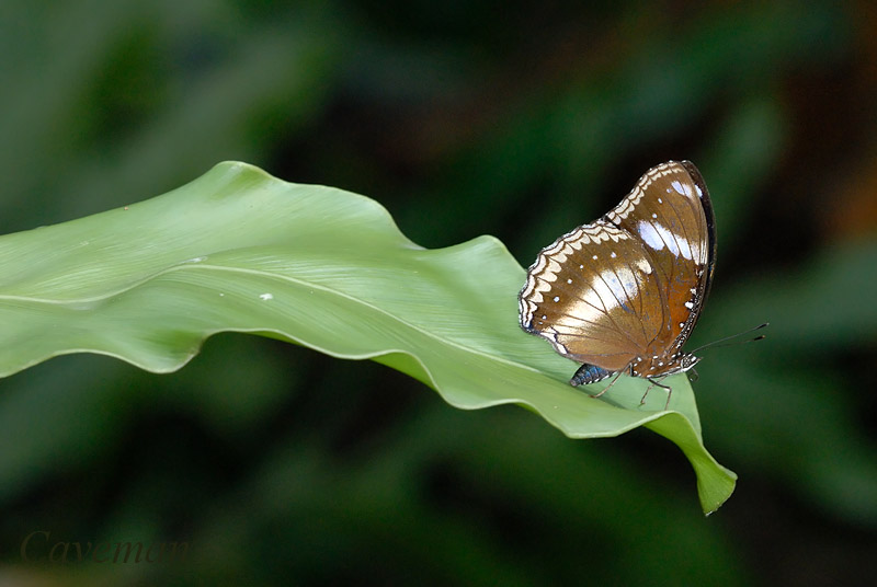Hypolimnas bolina bolina (Great Eggfly)