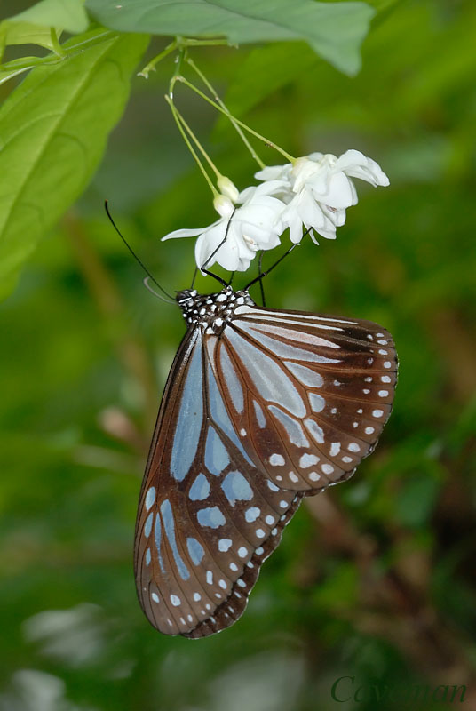 Parantica melaneus sinopion