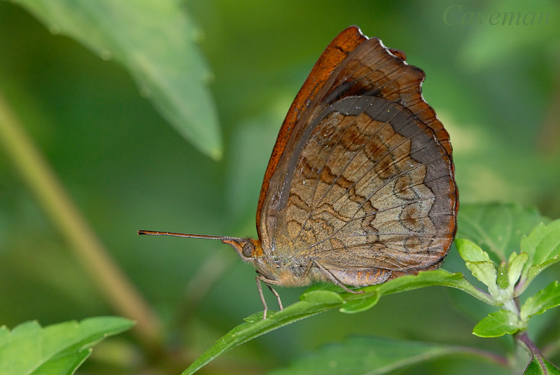 Ariadne isaeus isaeus