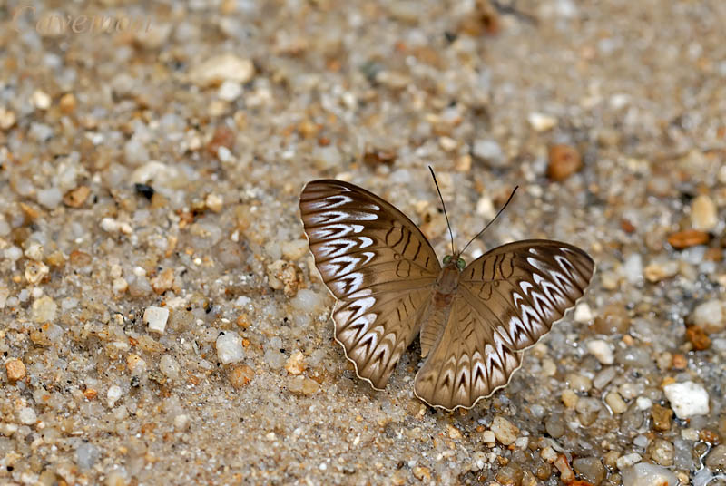 Tanaecia aruna aruna
