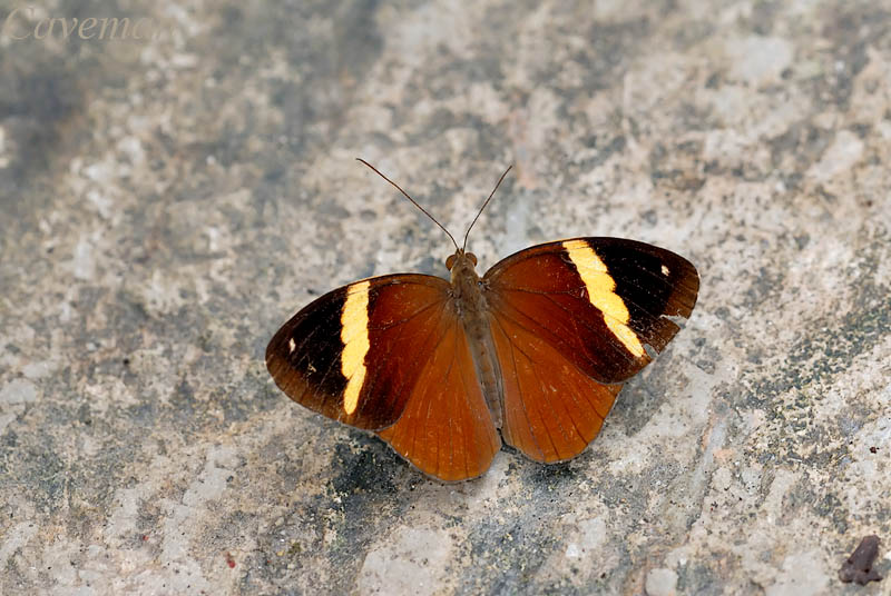 Xanthotaenia busiris busiris