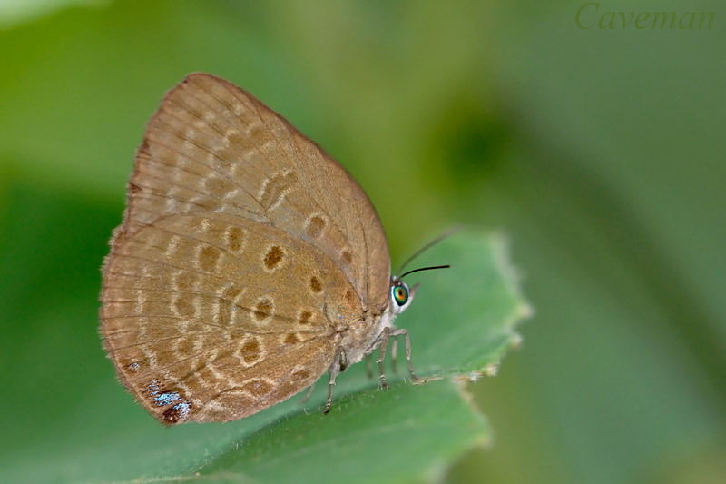 Arhopala norda ronda subsp