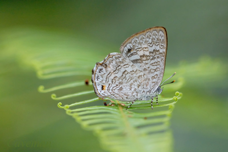 Poritia philota philota