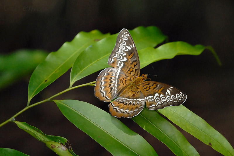 Lebadea martha malayana (Knight) - female