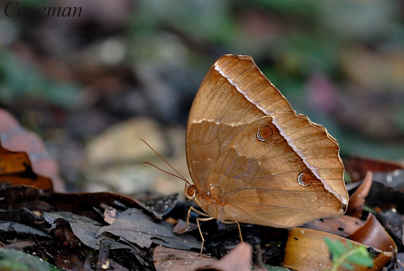 Thaumantis noureddin noureddin (Dark Jungle Glory) - female