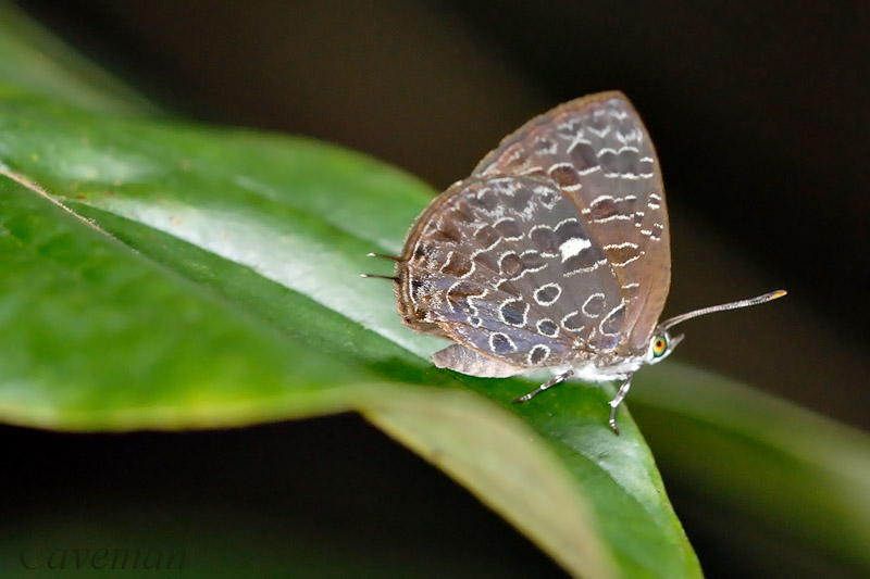 Arhopala ammonides chunsu
