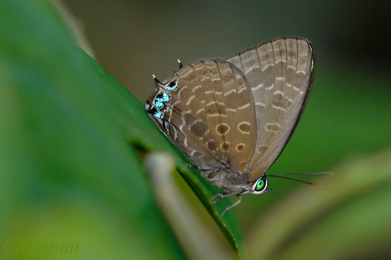 Arhopala aurea