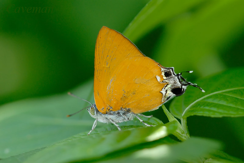 Pseudotajuria donatana donatana (Golden Royal)