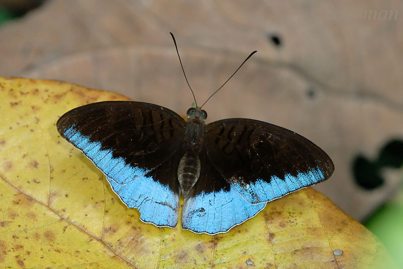 Tanaecia flora - female