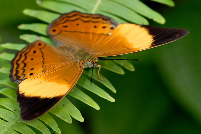 Cirrochroa orissa orissa