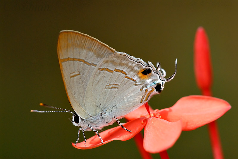 Hypolycaena erylus teatus (Common Tit)