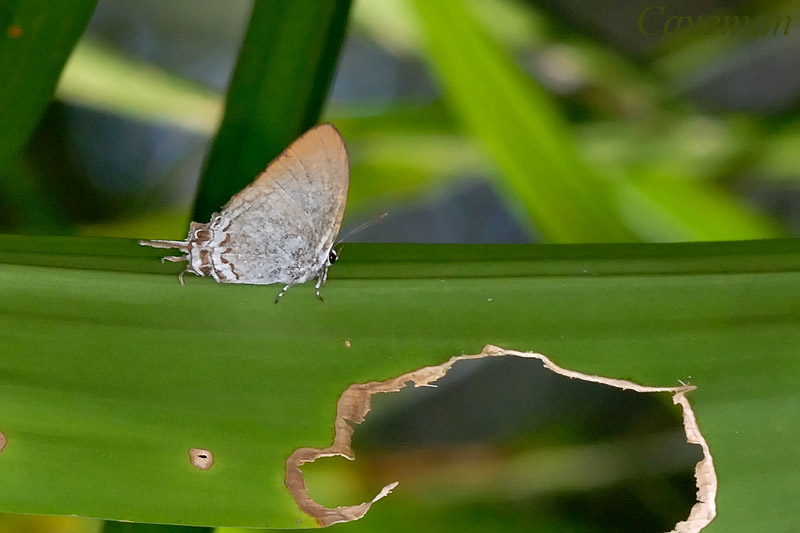 Cheritra freja friggia (Common Imperial)