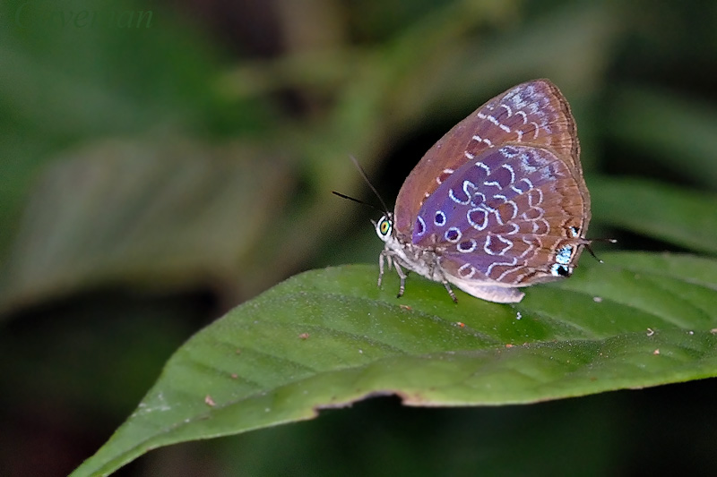 Arhopala myrzala lammas