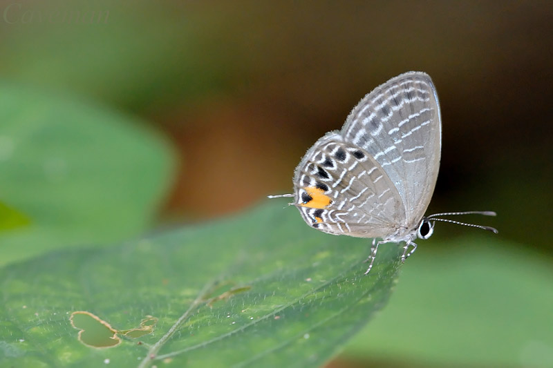 Jamides philatus subditus