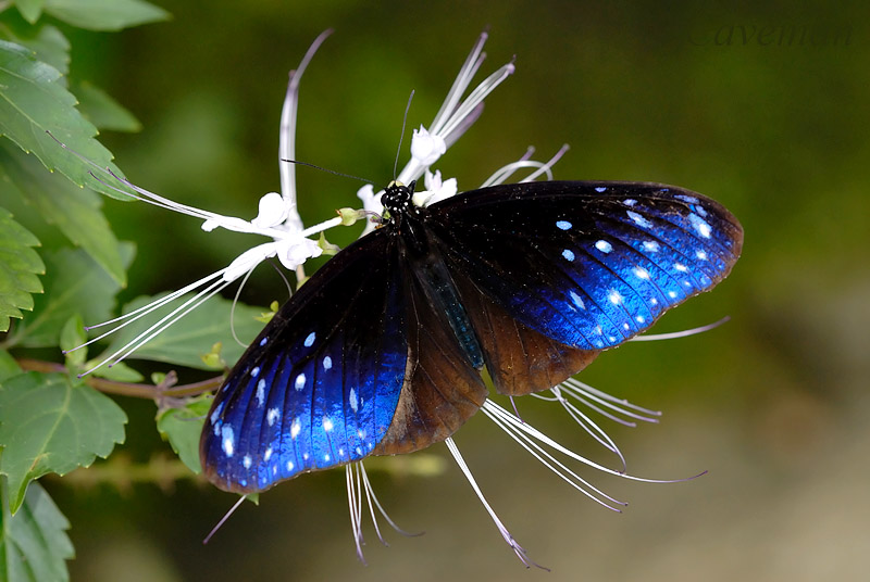 Euploea mulciber mulciber(Striped Blue Crow)