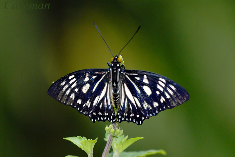 Euripus nyctelius euploeoides