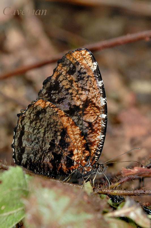 Elymnias nesaea lioneli (Tiger Palmfly)