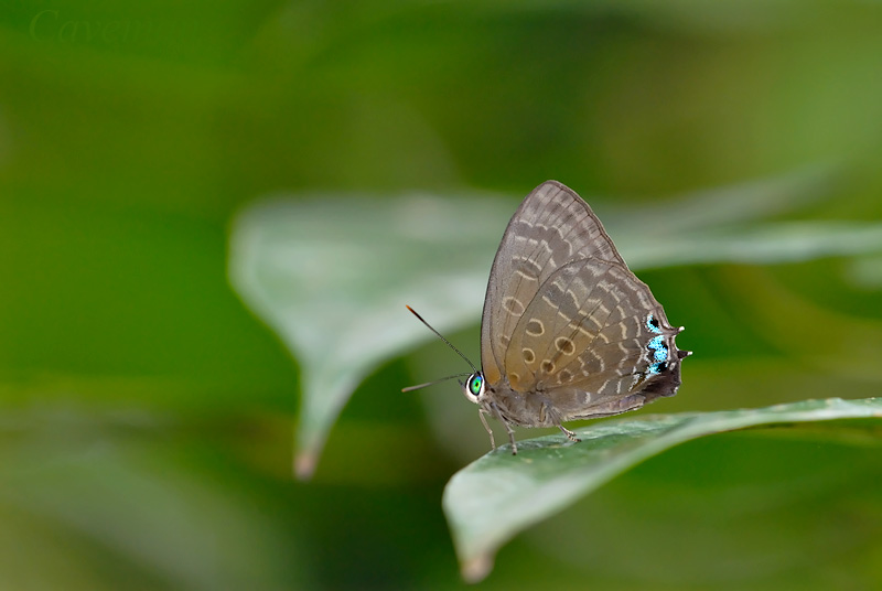 Arhopala aurea