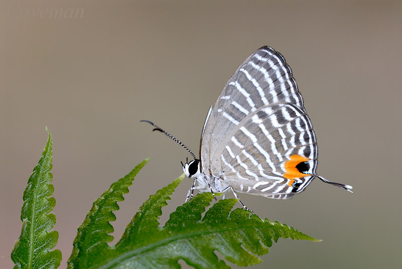 Jamides malaccanus malaccanus
