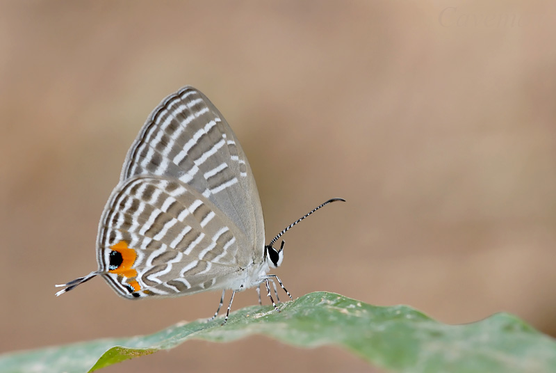 Jamides celeno aelianus