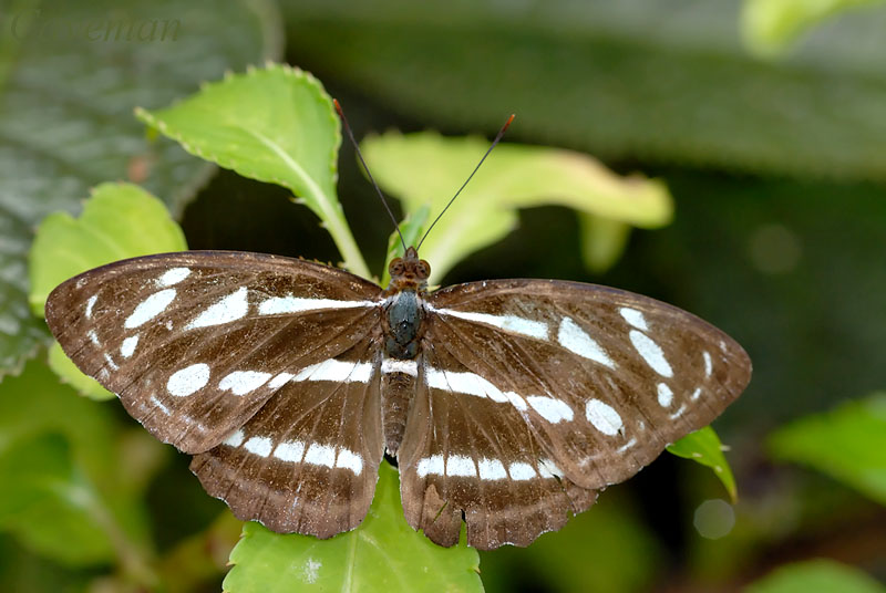 Athyma kanwa kanwa