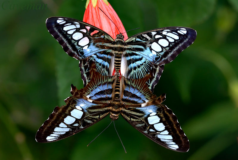 Parthenos sylvia lilacinus