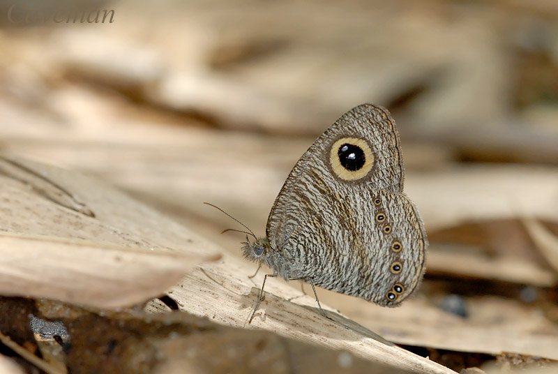 Ypthima fasciata torone (Malayan Six Ring)