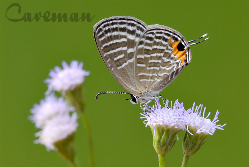 Jamides celeno aelianus (Common Caerulean)