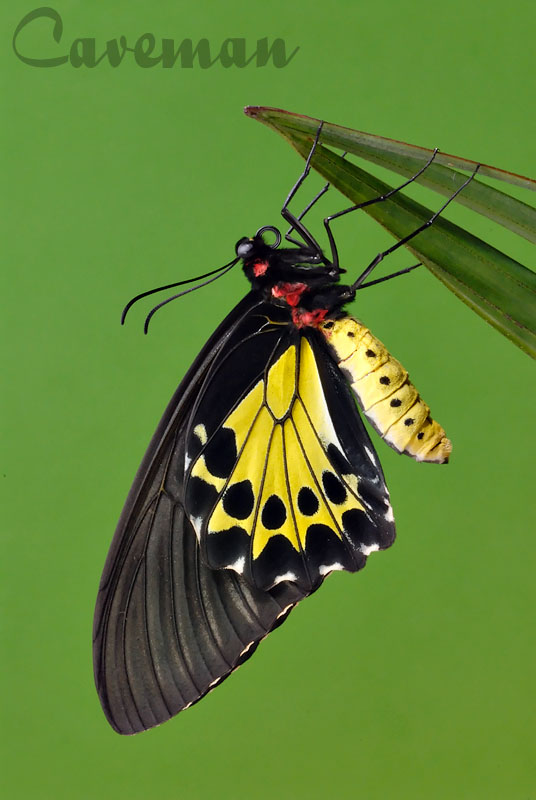 Troides helena cerberus(Common Birdwing) - female