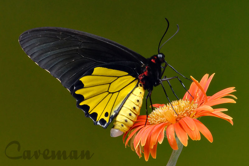 Troides helena cerberus(Common Birdwing) - male
