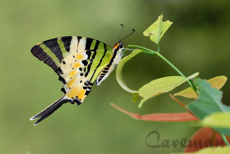 Graphium antiphates itamputi (Five Bar Swordtail)