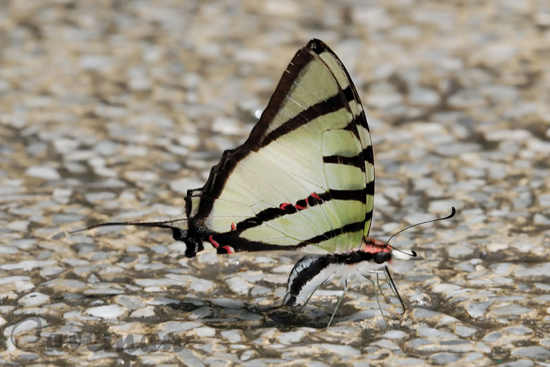 Graphium agetes iponus