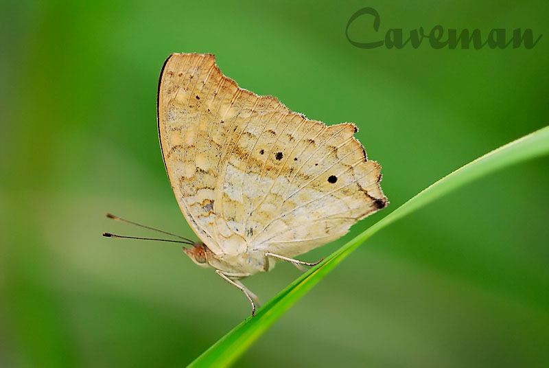 Junonia lemonias lemonias (The lemon Pansy)
