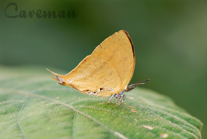 Loxura atymnus atymnus (The Yamfly)