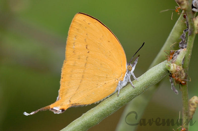 Loxura atymnus atymnus ( The Yamfly)