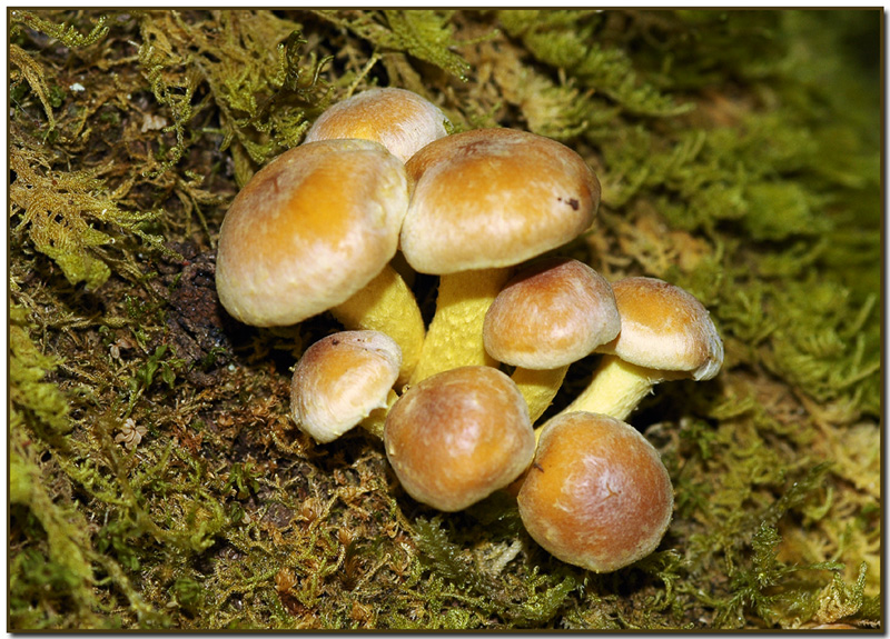 Sulfur tuft (Hypholoma fasiculare)