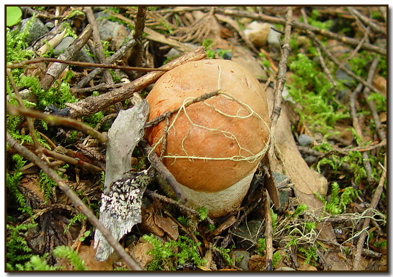 Leccinum ?