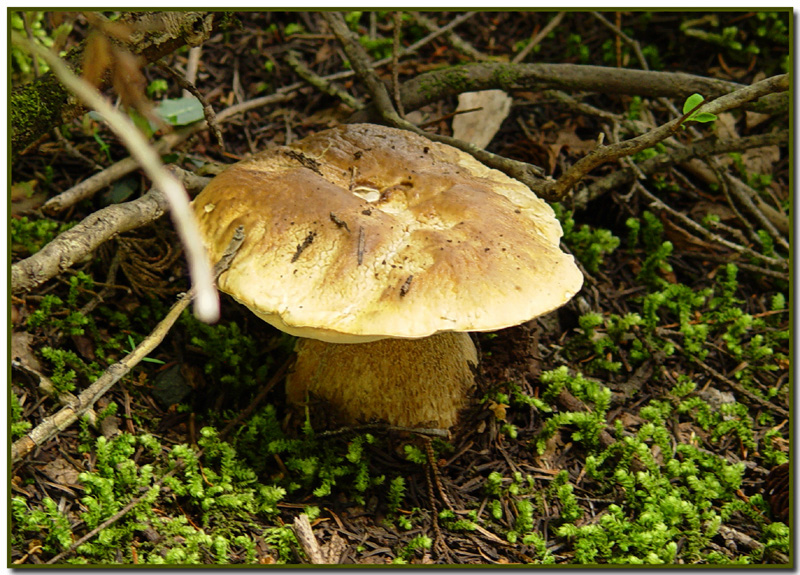 Boletus edulis (King Bolete)