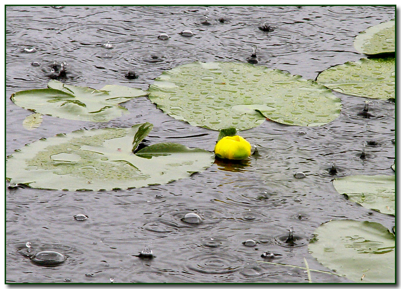 Raindrops