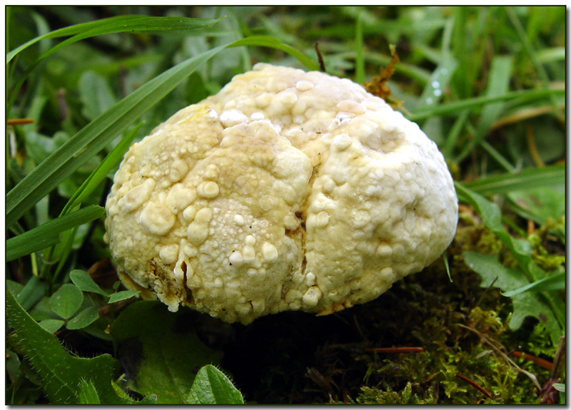 Hypomyces chrysospermus (second stage)