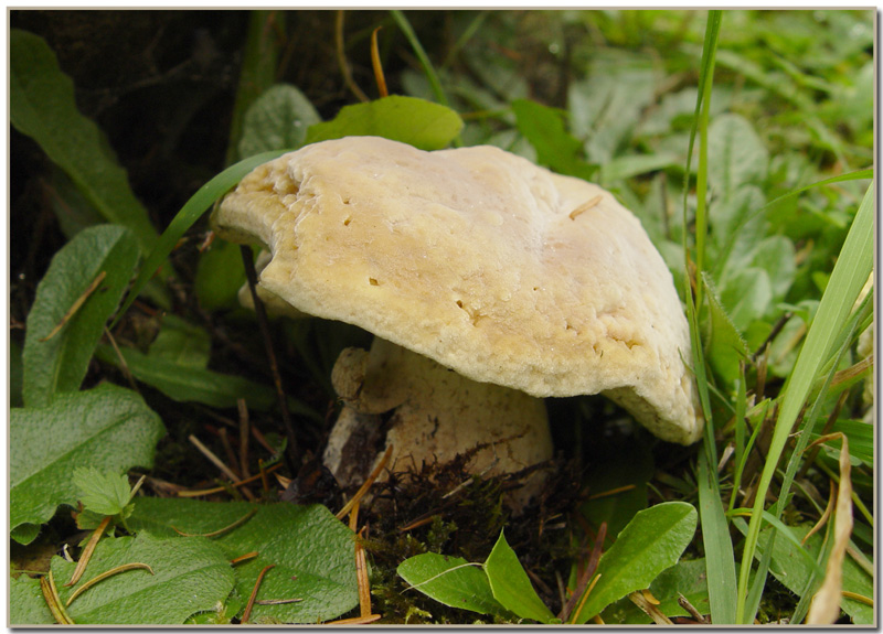 Hypomyces chrysospermus (second stage)