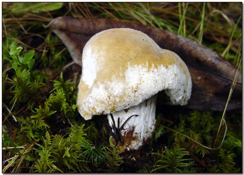 Hypomyces chrysospermus (early stage)