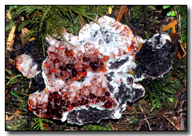 Hydnellum Peckii