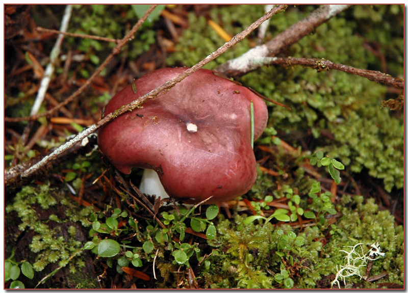 Russula?