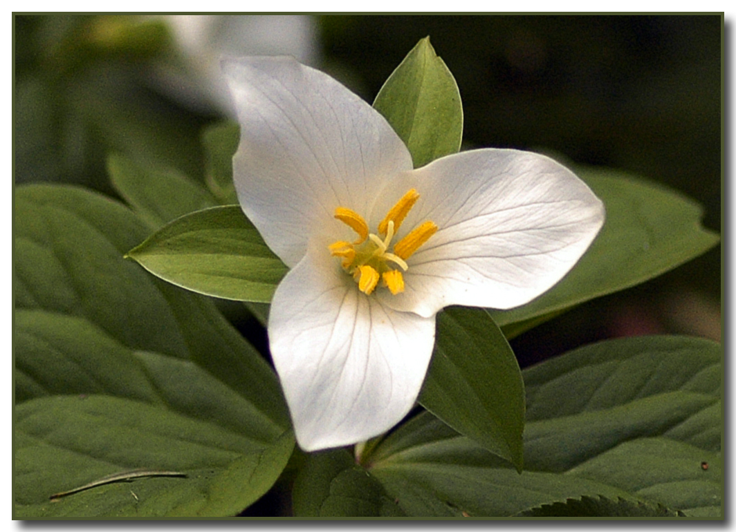 Trillium ovatum