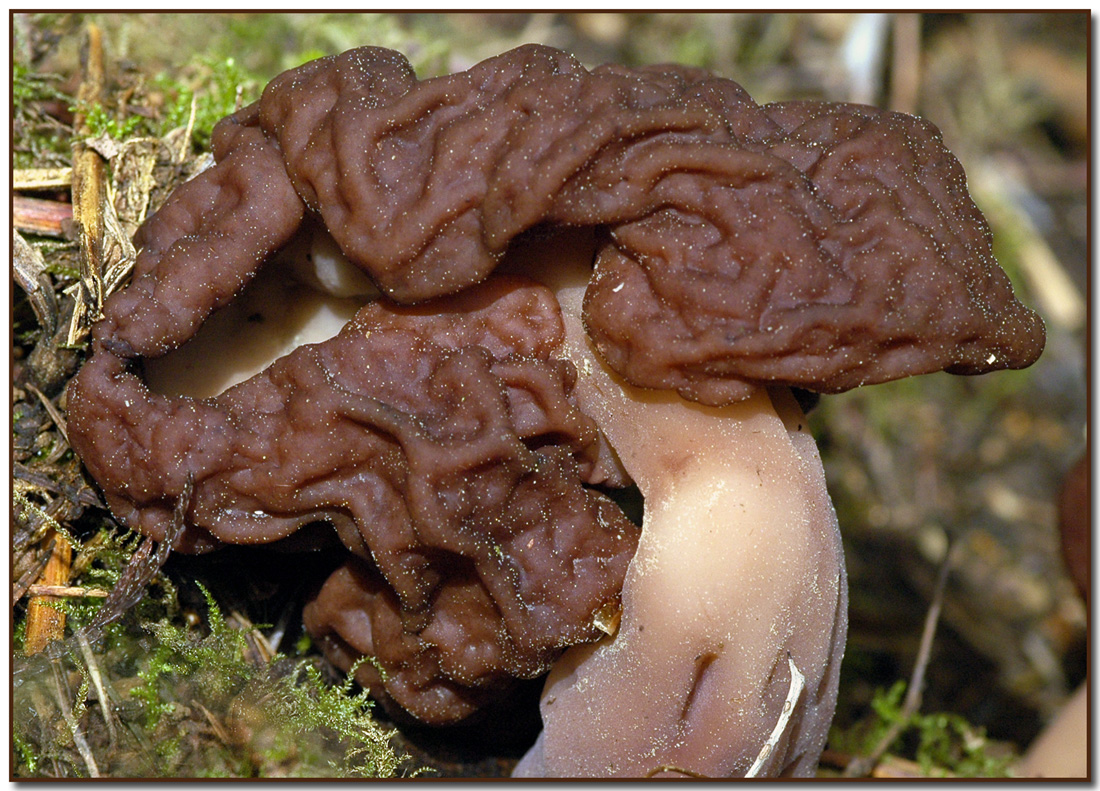 Gyromitra esculenta