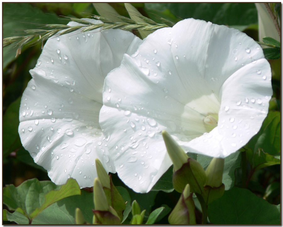 Orchard Morning Glory