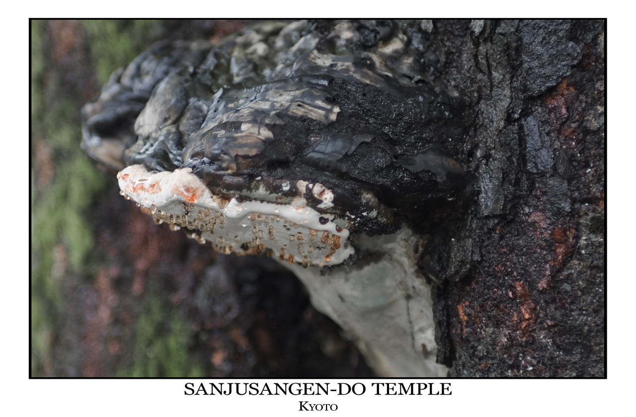 Detail of tree in Sanjusangen-Do