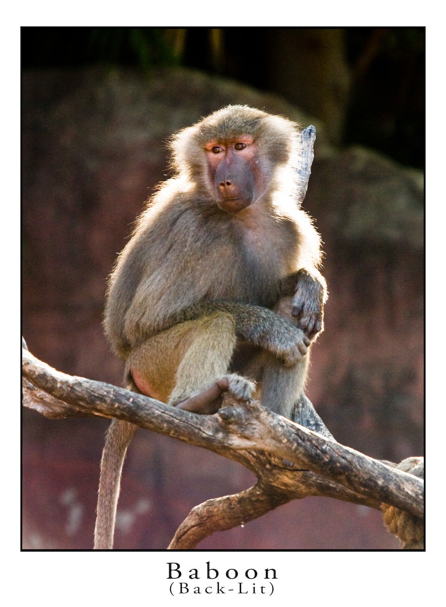 Baboon Back-lit.jpg